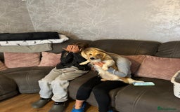 Miniature Dachshund dogs for sale: Kc Reg Cream Piebald - Male - Image 3