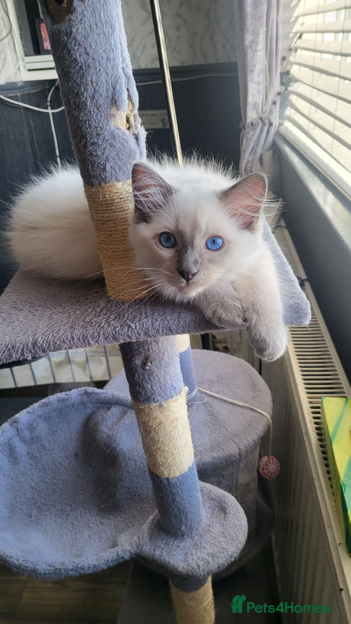 Ragdoll cats Open to offers - ready to go - Advert 2