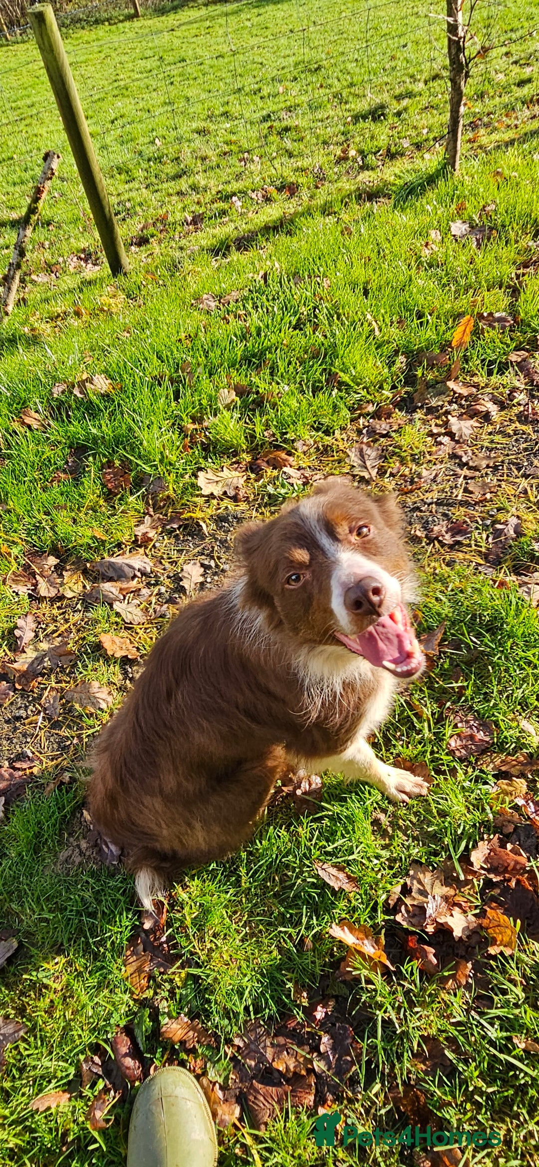 Border Collie dogs for sale: Red and white Bordef collie - Advert 2