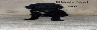 Cockapoo 4