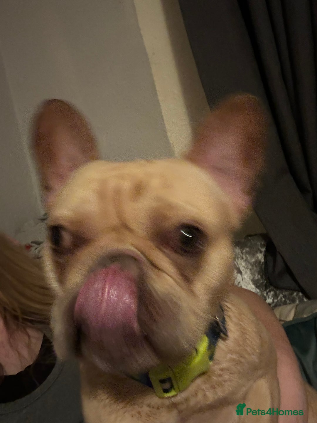 French Bulldog dogs for sale: Ronnie Frenchie  - Advert 6