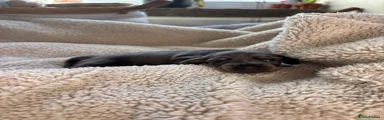 Miniature Dachshund (purple collar)