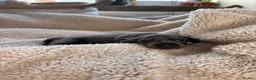 Miniature Dachshund dogs for sale: Miniature dachshunds long-haired - Advert 13