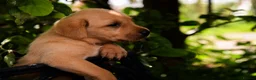 Labrador Retriever dogs for sale: Top Deep Red Quality Labrador Puppies KC Reg  - Advert 12