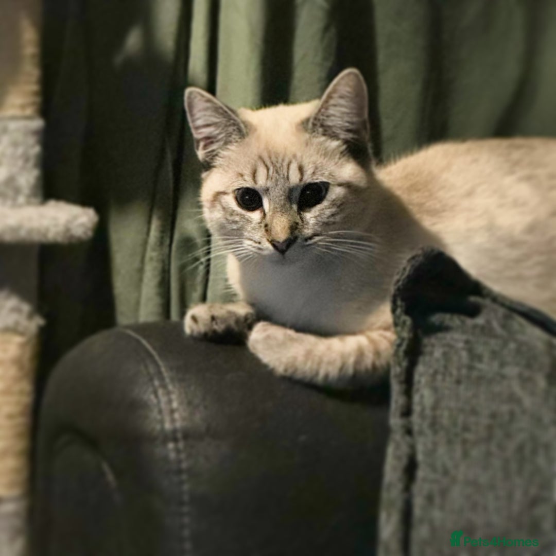 Siamese cats for sale: Beautiful Siamese Looking for a Loving Home  - Advert 12