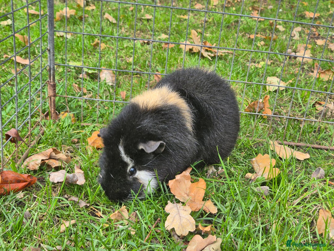 Guinea Pig rodents for sale: X2 Guinea pigs  - Image 3