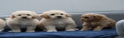Cavapoochon dogs for sale: Cavapochon puppies for sale - Advert 25