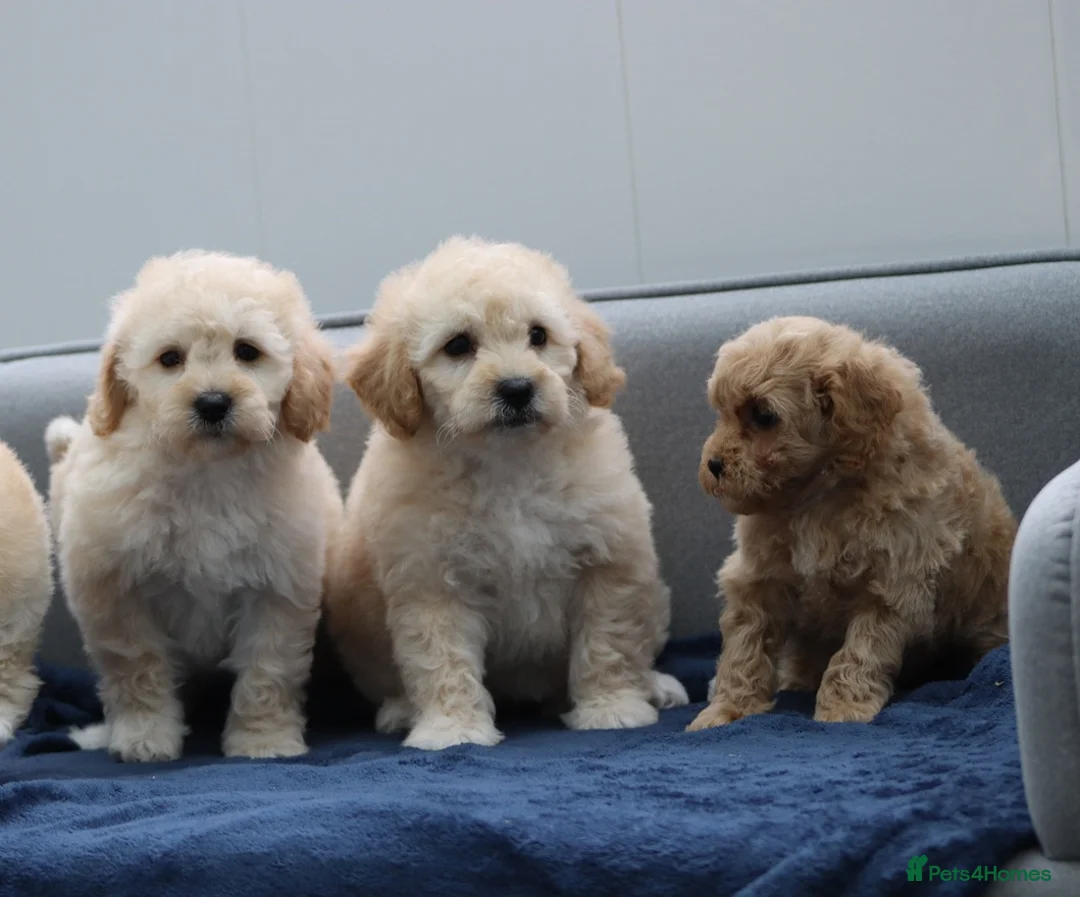 Cavapoochon dogs for sale: Cavapochon puppies for sale - Advert 25