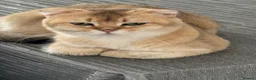 Scottish Fold cats for sale: Charming Scottish Straights and  Fold available. - Advert 21