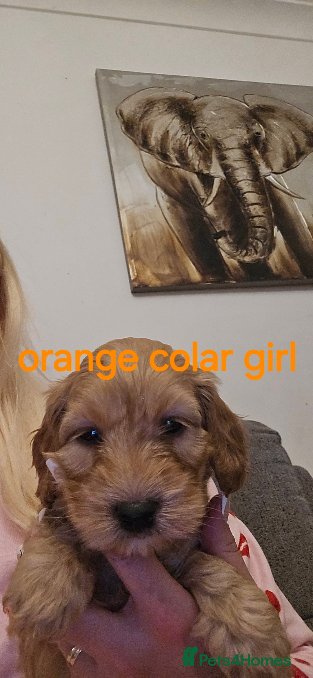Cockapoo dogs for sale: 7 f2 cockapoos - Advert 23