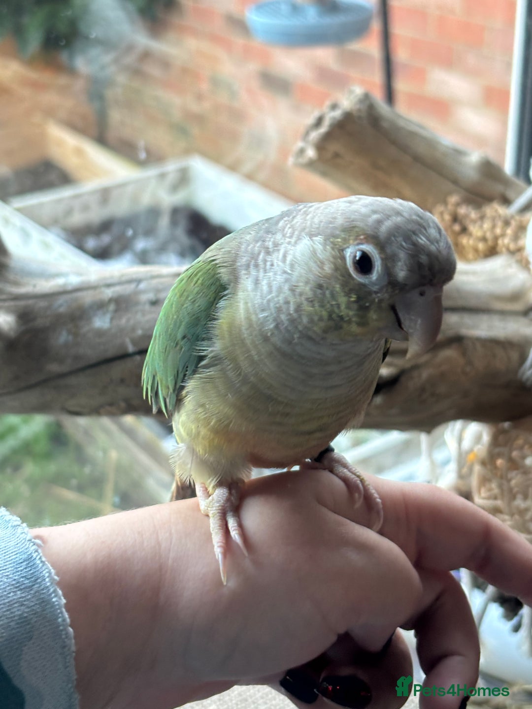 Conures birds for sale: Very tame Opaline turquoise conure - Advert 2