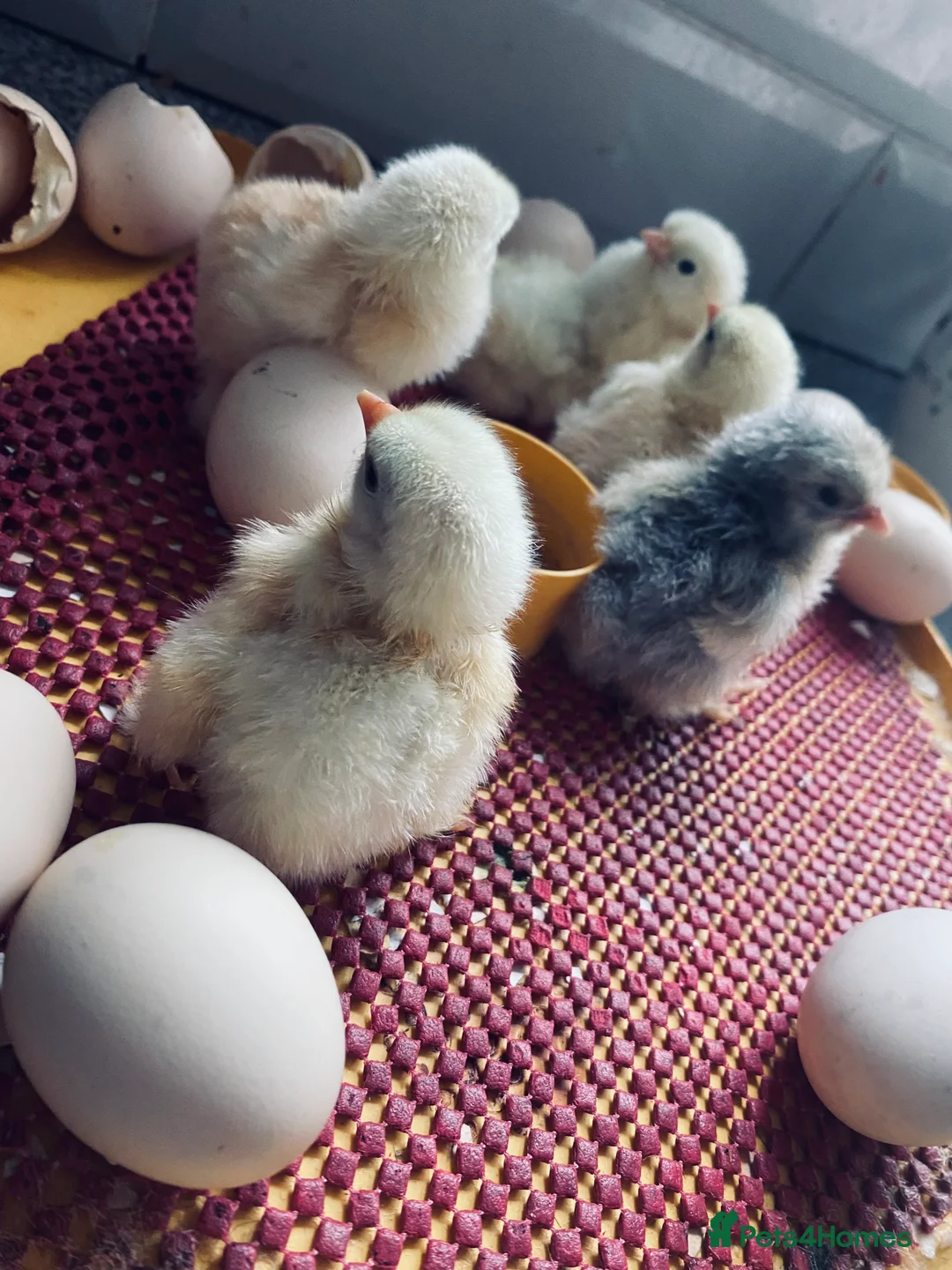 Chickens poultry for sale: Pekin bantam chicken chicks in Walsall - Advert 2