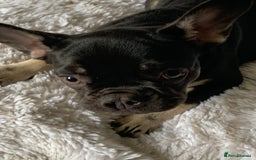 French Bulldog dogs for sale: Chocolate French Bulldog Puppy  - Image 4