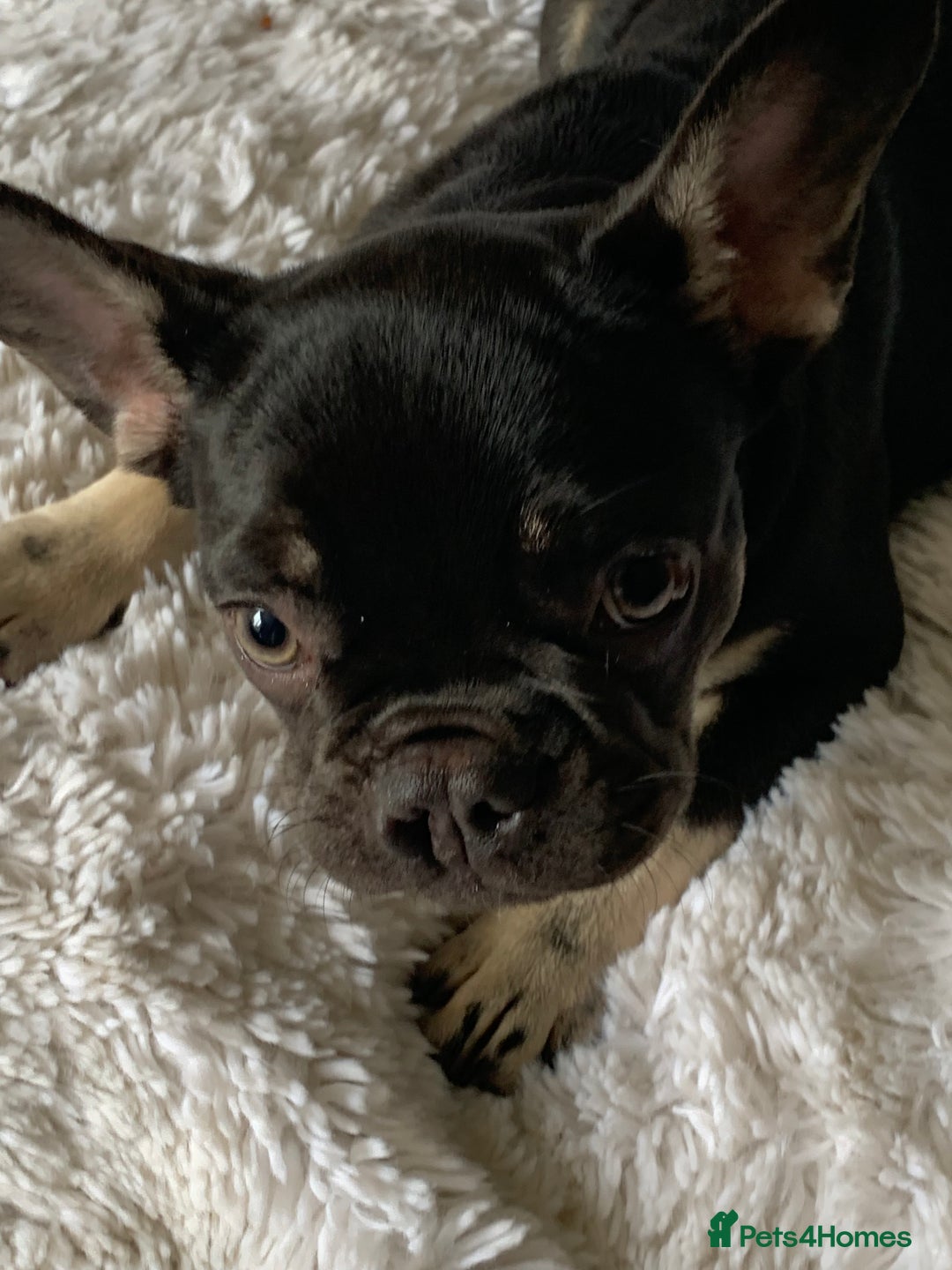 French Bulldog dogs for sale: Chocolate French Bulldog Puppy  - Image 4