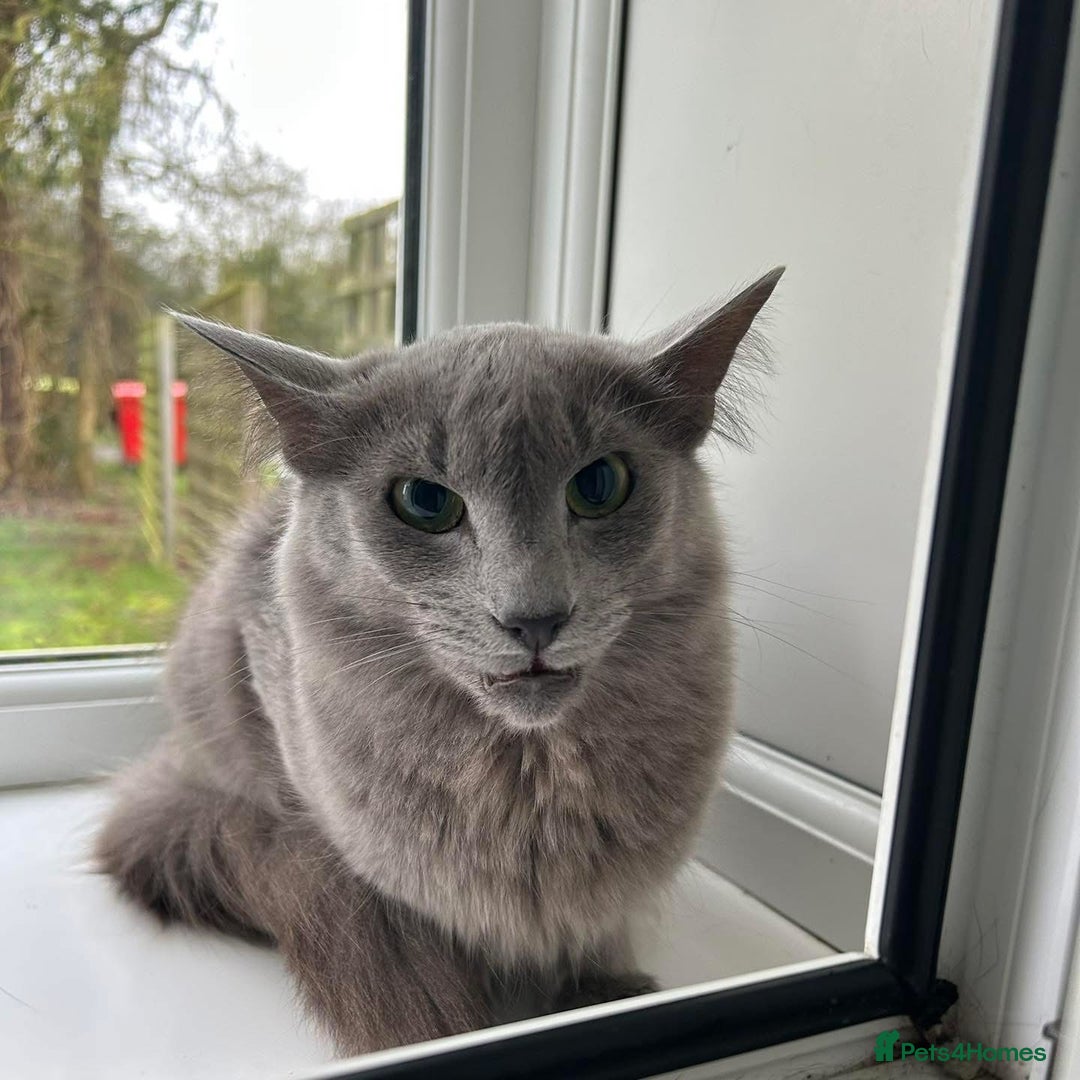 Siamese cats for sale: INDOOR Siamese cats for rehoming  - Advert 9