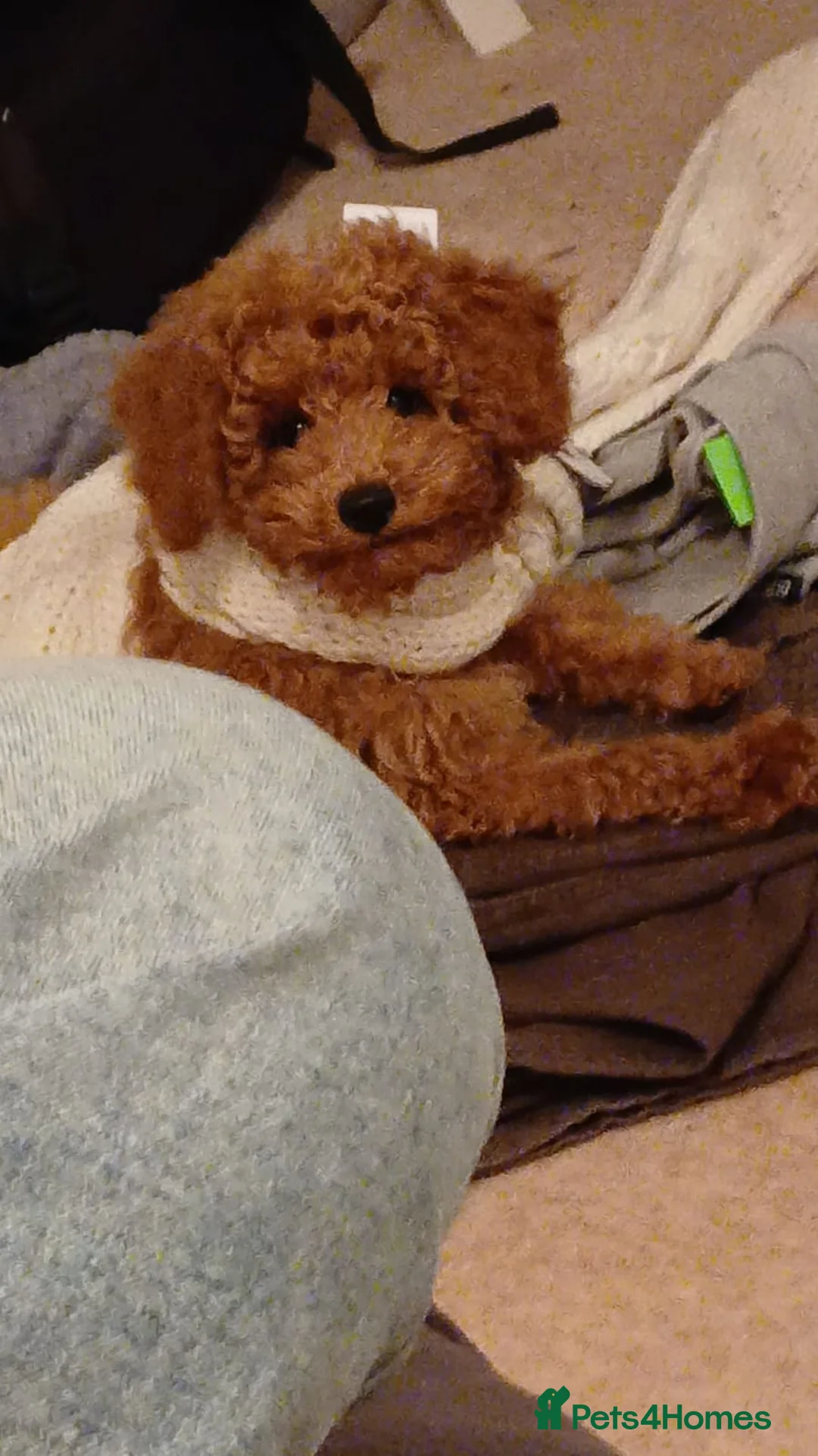 Maltipoo dogs for sale: Maltipoo puppies - Advert 22