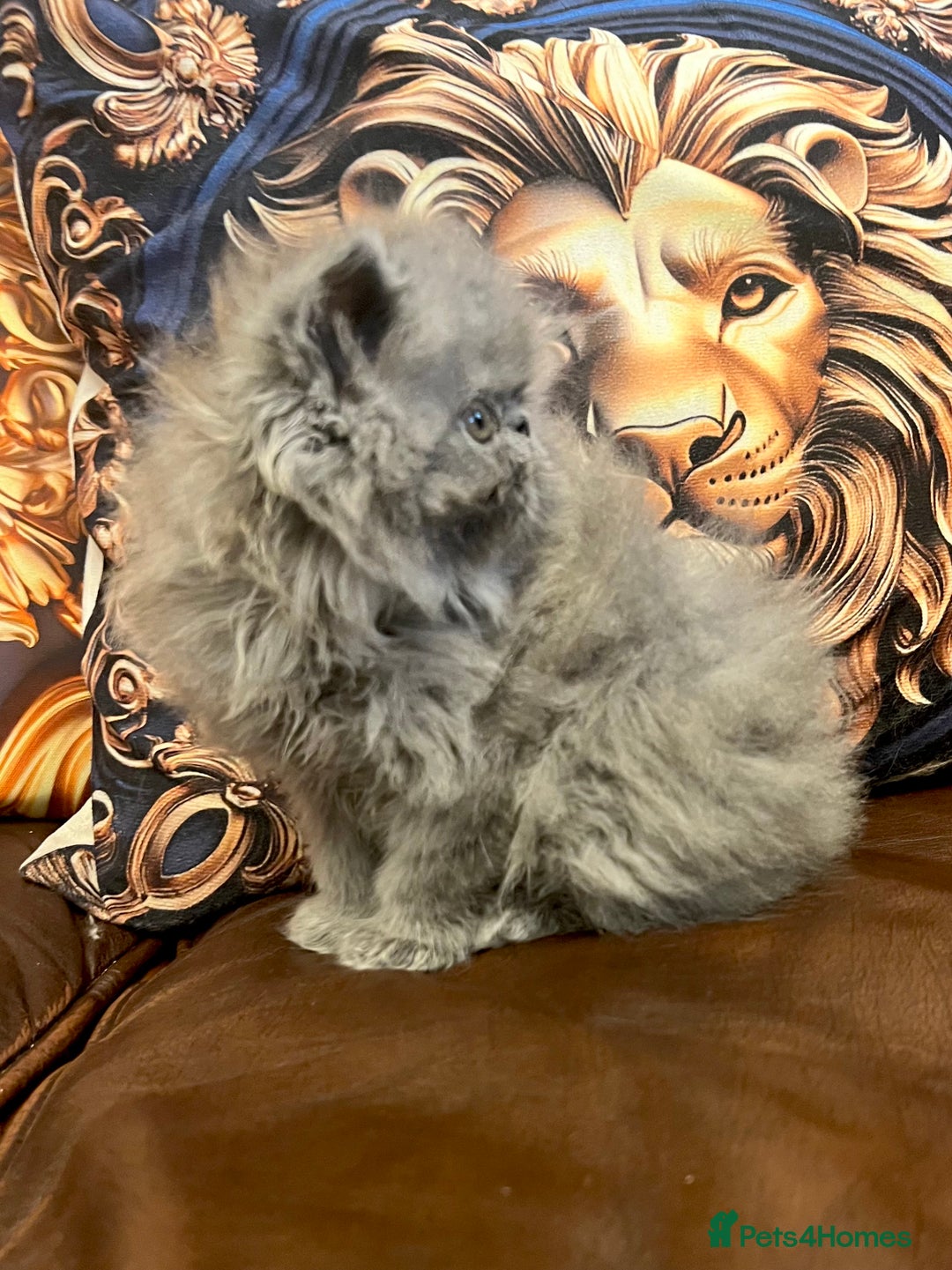 Persian cats for sale: Stunning blue Persians kittens ready to go  - Image 4