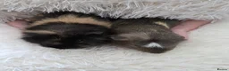 Guinea Pig rodents for sale: Two gorgeous young Guinea Pigs - Advert 4