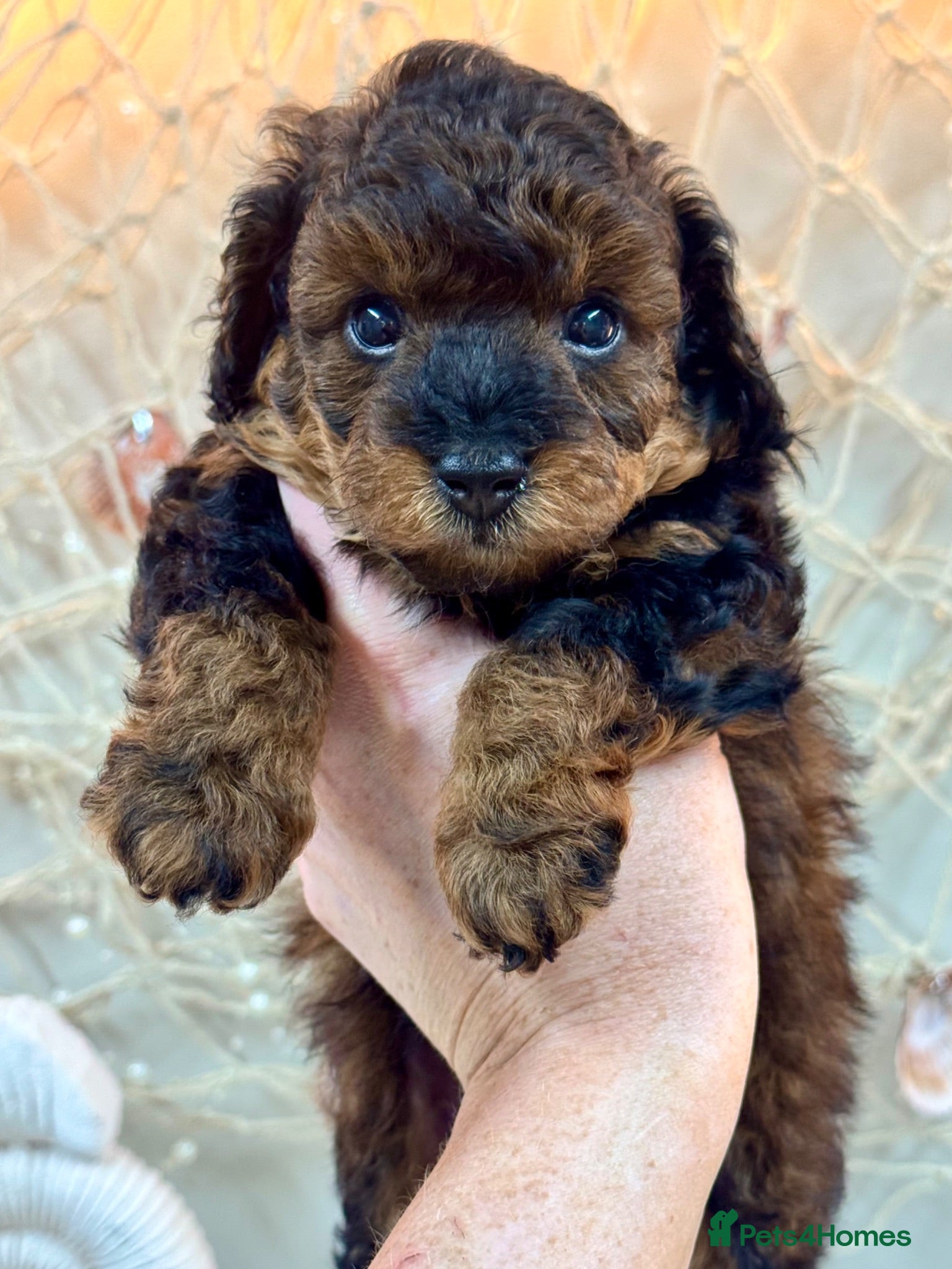 Toy Poodle dogs ✨🐾 Rare Agouti KC Toy Poodle 🐾✨ - Advert 10