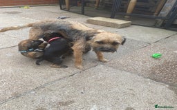 Border Terrier dogs for sale: Border Terrier Puppies for Sale - Image 10