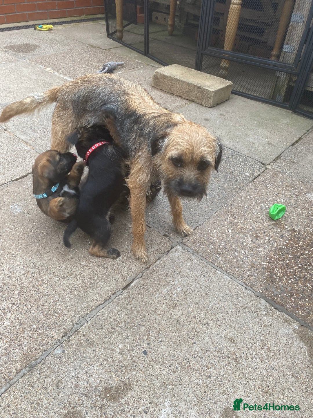Border Terrier dogs for sale: Border Terrier Puppies for Sale - Image 10