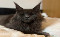 Maine Coon cats for sale: Active black smoke pedigree female - Image 3