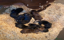 Labrador Retriever dogs for sale: KC Registered working Labrador puppies - Image 4