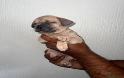 Mixed Breed dogs for sale: English bulldog x French bulldog  - Image 13