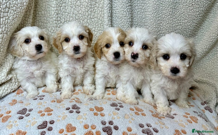 Cavachon dogs - Advert 2