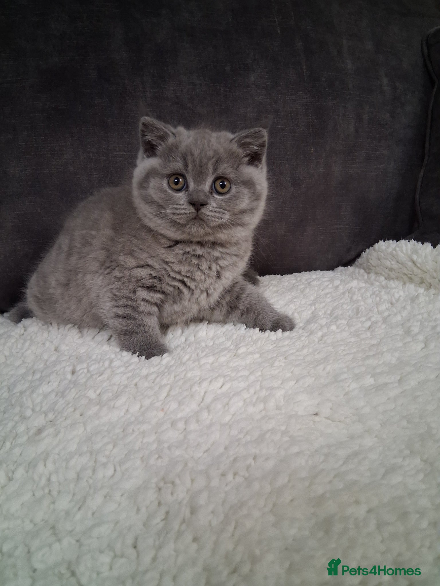 British Shorthair cats BRITISH SHORTHAIR KITTENS  - Advert 1