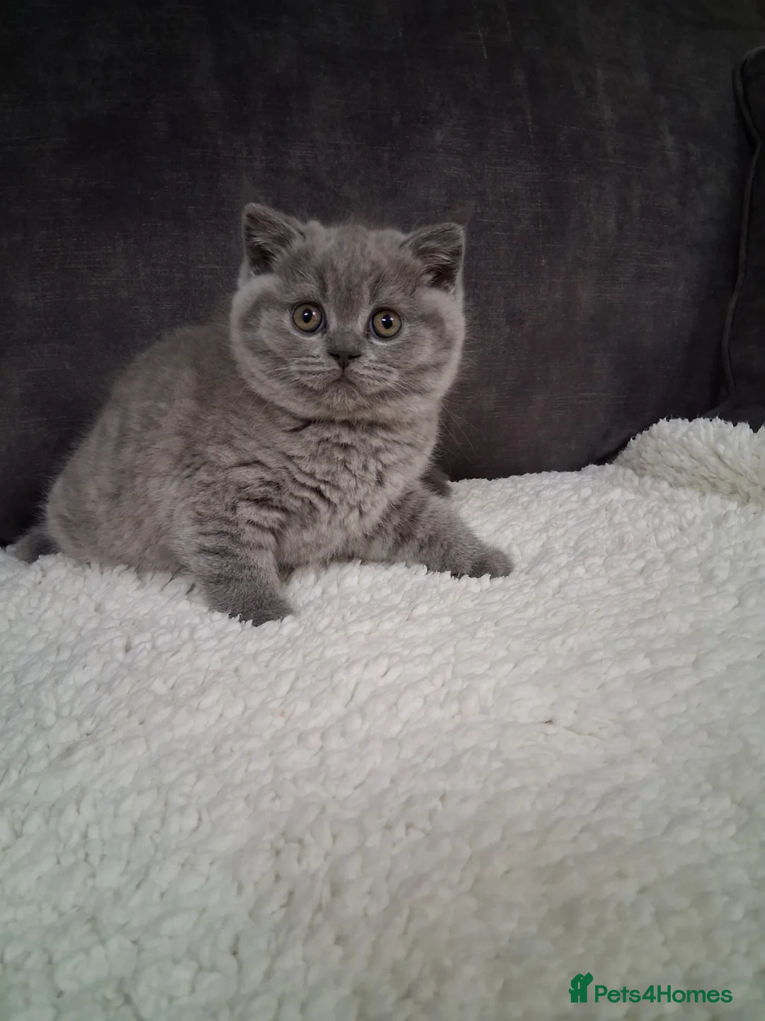 British Shorthair cats for sale: BRITISH SHORTHAIR KITTENS  in Salford - Advert 2