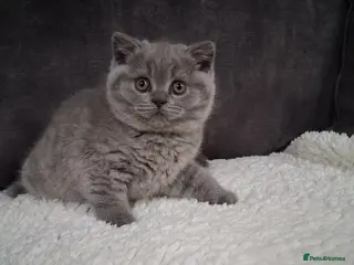 British Shorthair cats BRITISH SHORTHAIR KITTENS - Advert 1