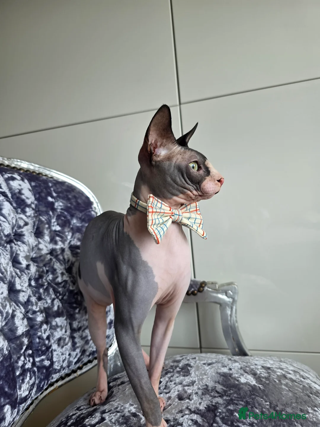 Sphynx cats for stud: 1 year Canadian spynx boy looking for nice girl  - Advert 6