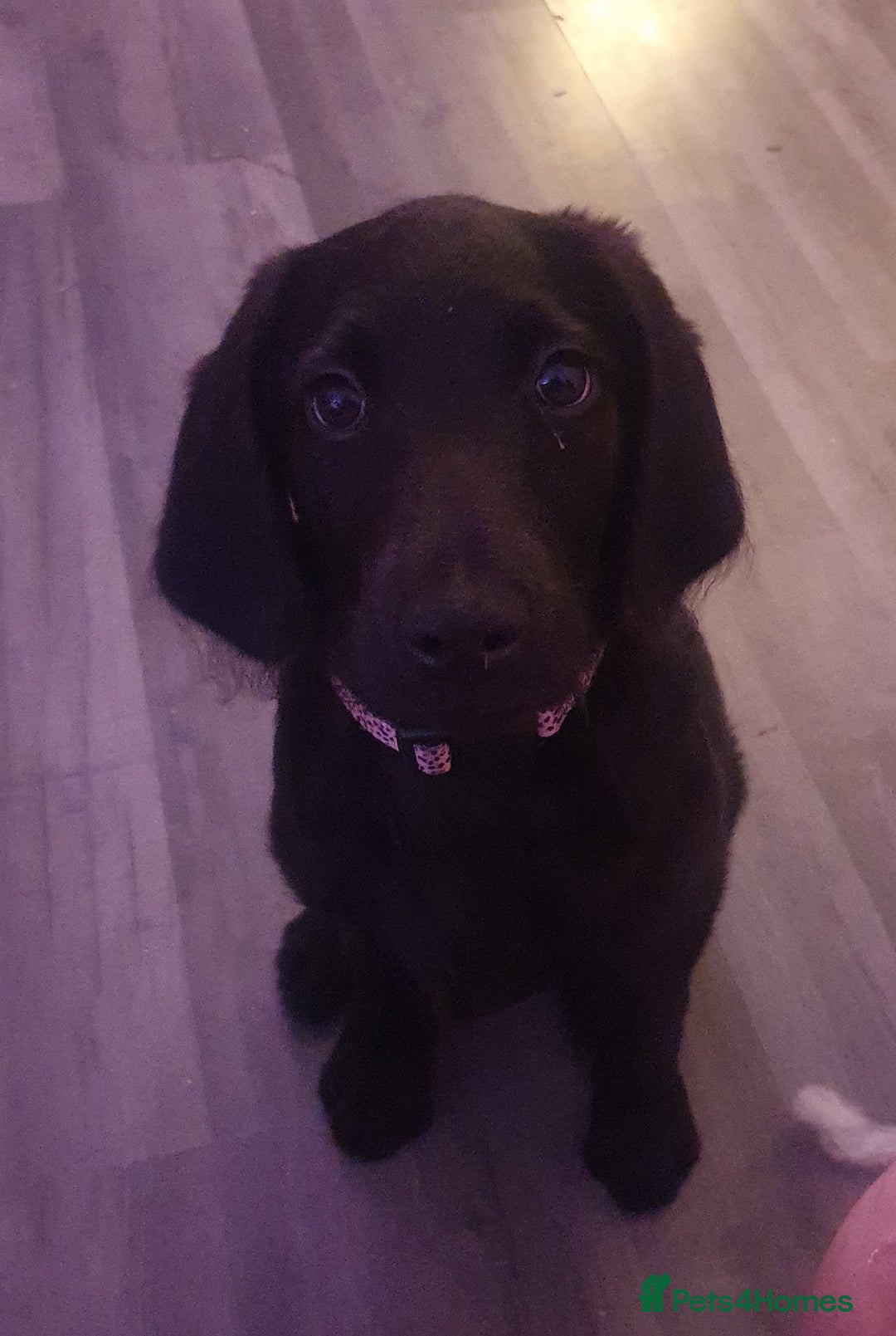 Labradoodle dogs for sale: Little girl Labradoodle  - Advert 6