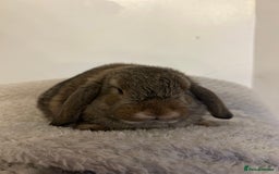 Mini Lop rabbits for sale: Mini lop babies  - Image 11