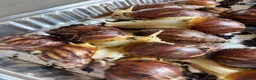 Snails invertebrates for sale: Giant African albino land snails  - Advert 4