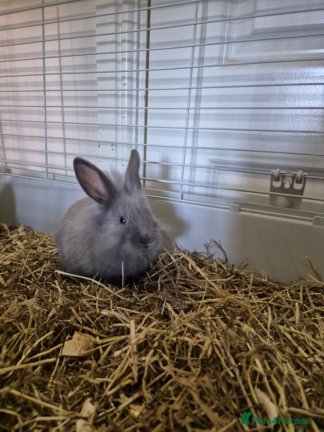 Lionhead rabbits for sale: Lionhead x angora rabbits  - Advert 11