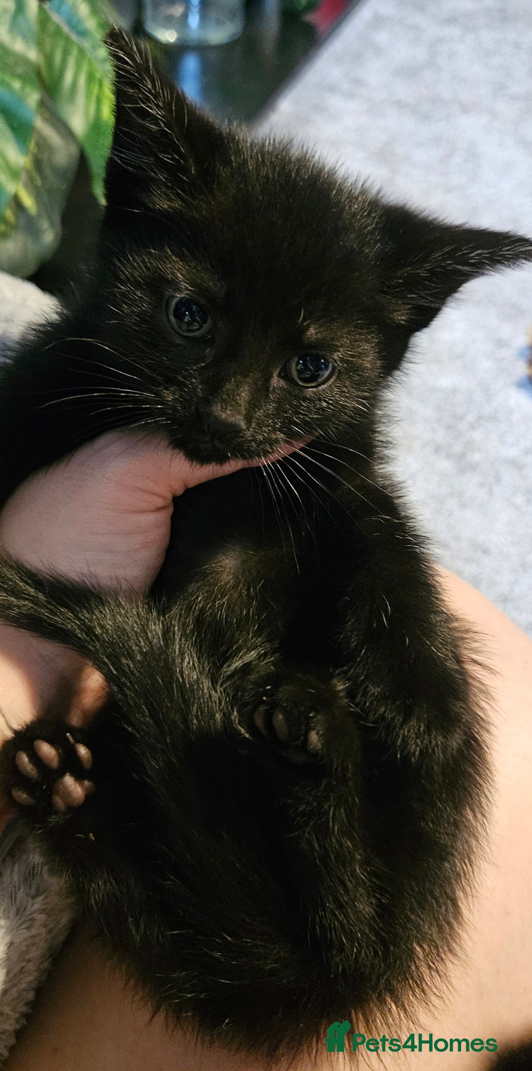 Bombay cats for sale: Kittens ready for new homes  - Image 10