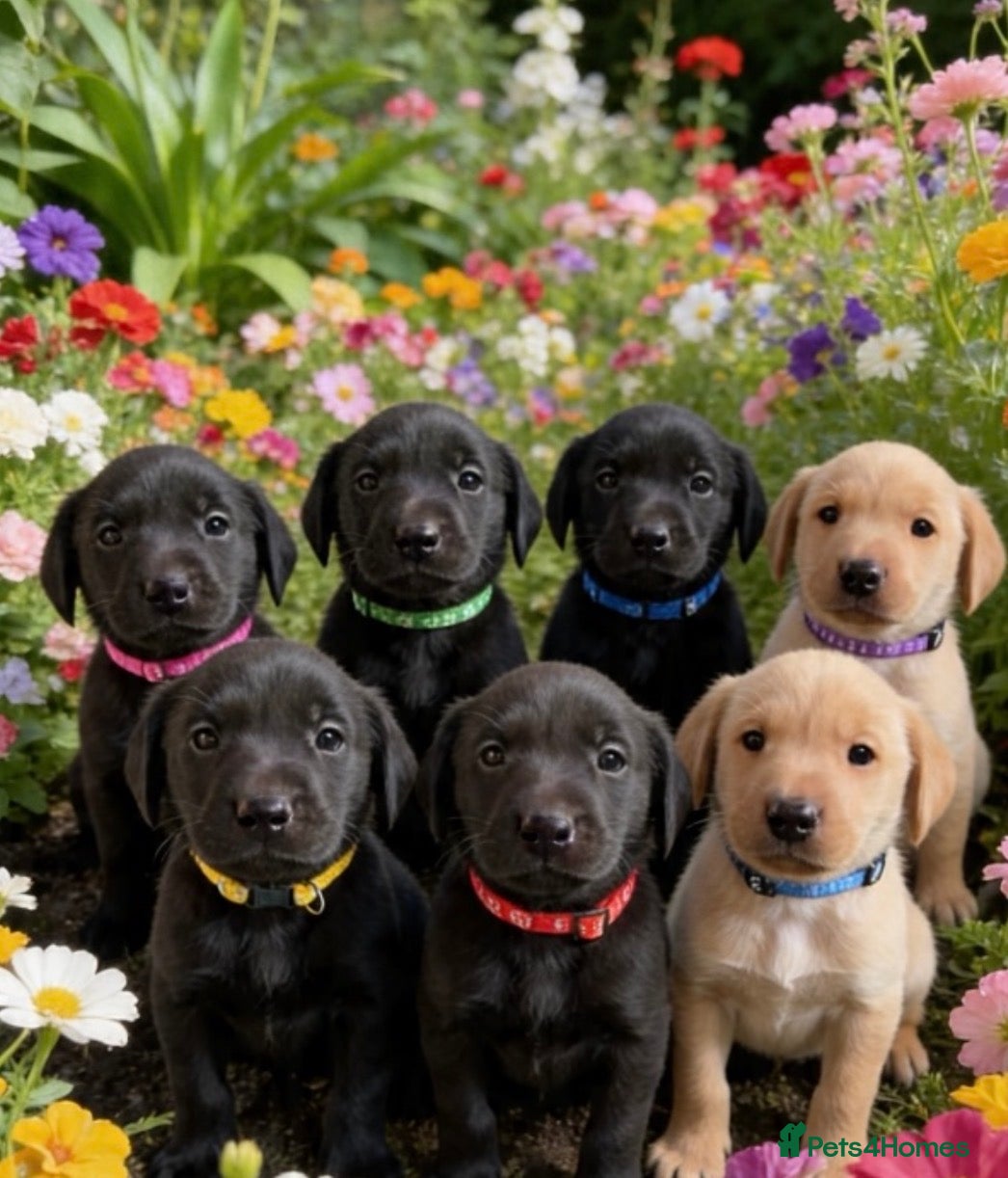Labrador Retriever dogs Exceptional KC Reg Labrador puppies  - Advert 5