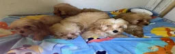 Maltipoo dogs for sale: Multipoo  - Advert 7