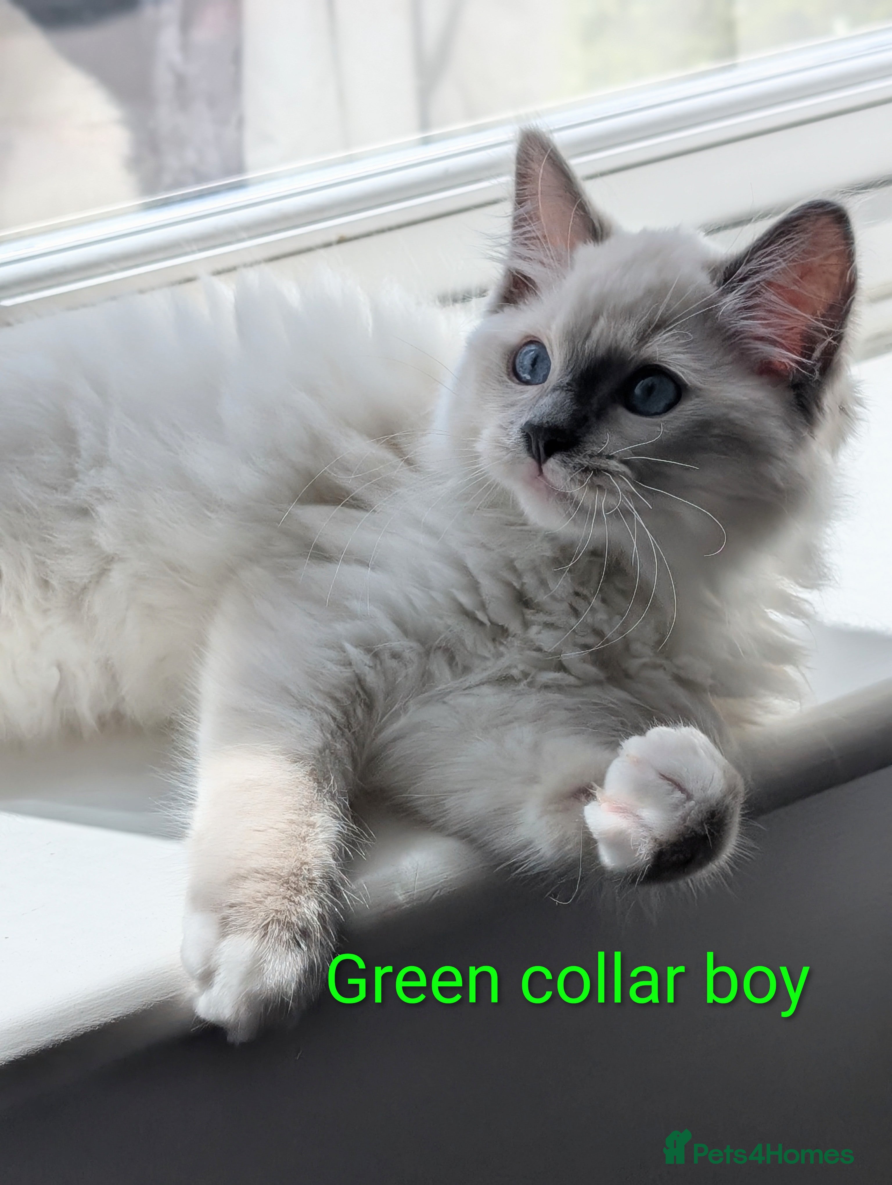 Ragdoll cats Grand champion lines TICA Ragdoll kittens  - Advert 13
