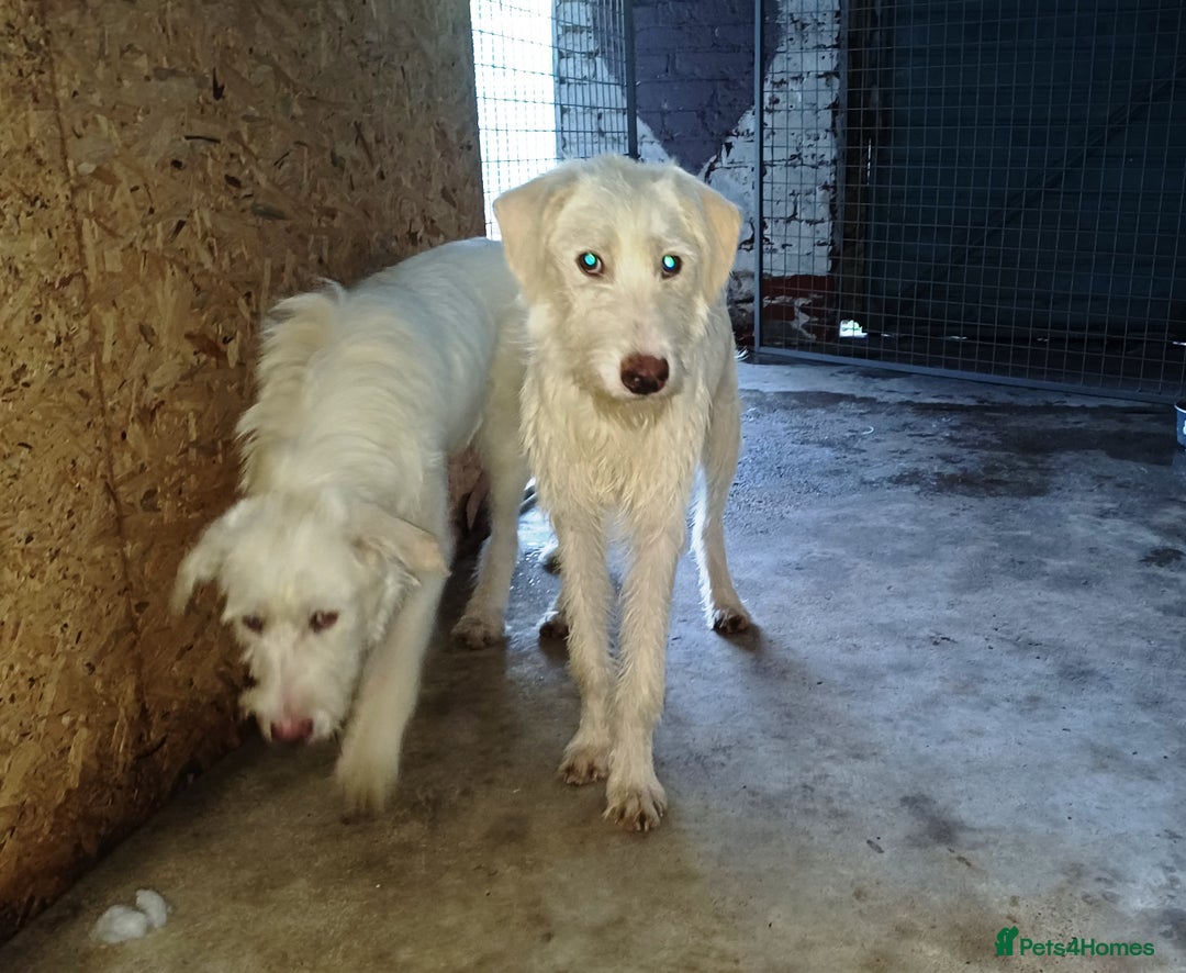 Mixed Breed dogs for adoption: BENJI - a handsome & gentle Boy  for a Loving Home - Image 15