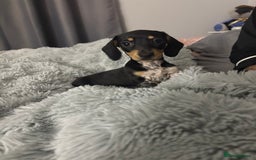 Miniature Dachshund dogs for sale: Four beautiful miniature dachshund girls - Advert 30