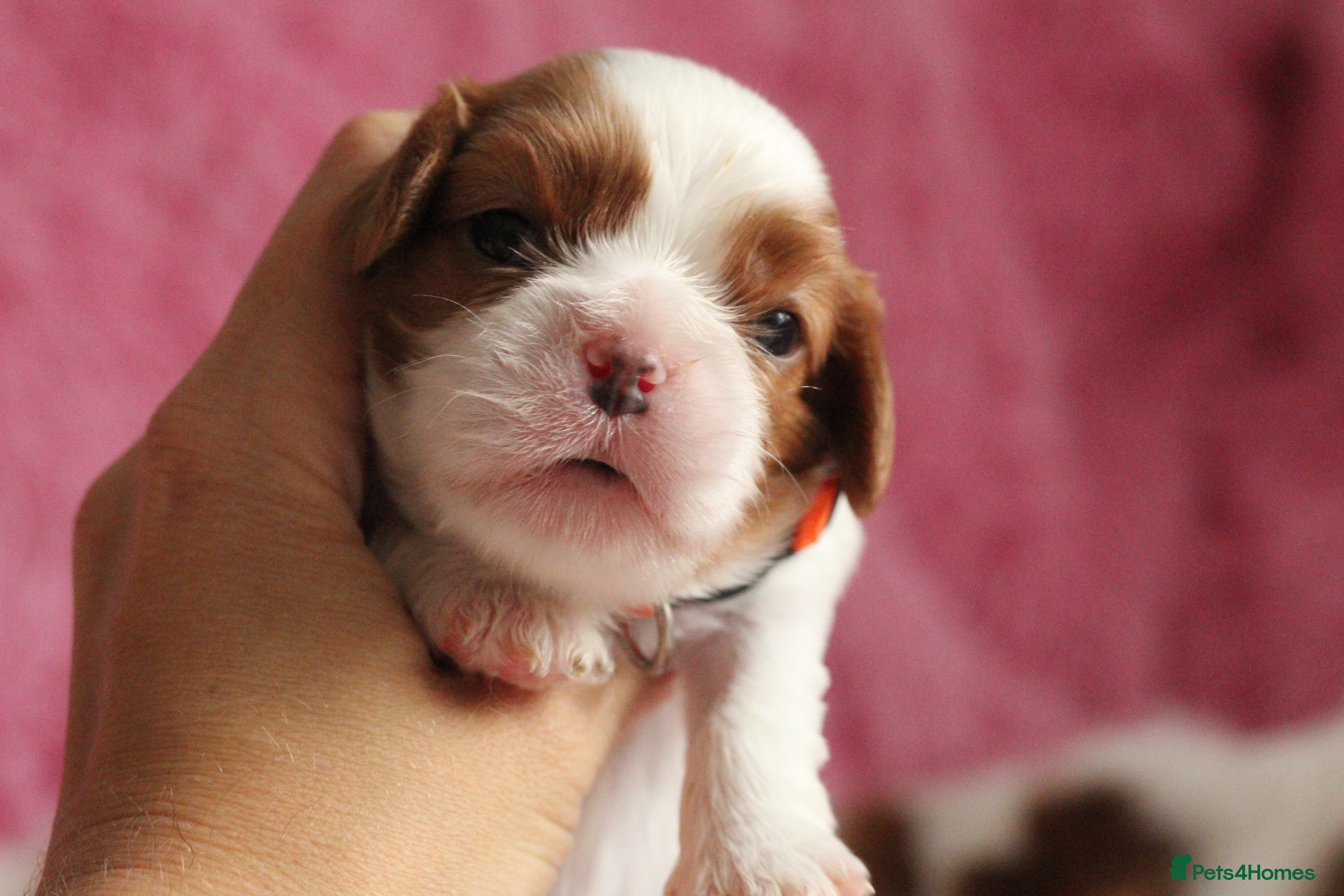 Cavalier King Charles Spaniel dogs KC reg TOP standard Cavaliers King Charles Spaniel - Advert 2