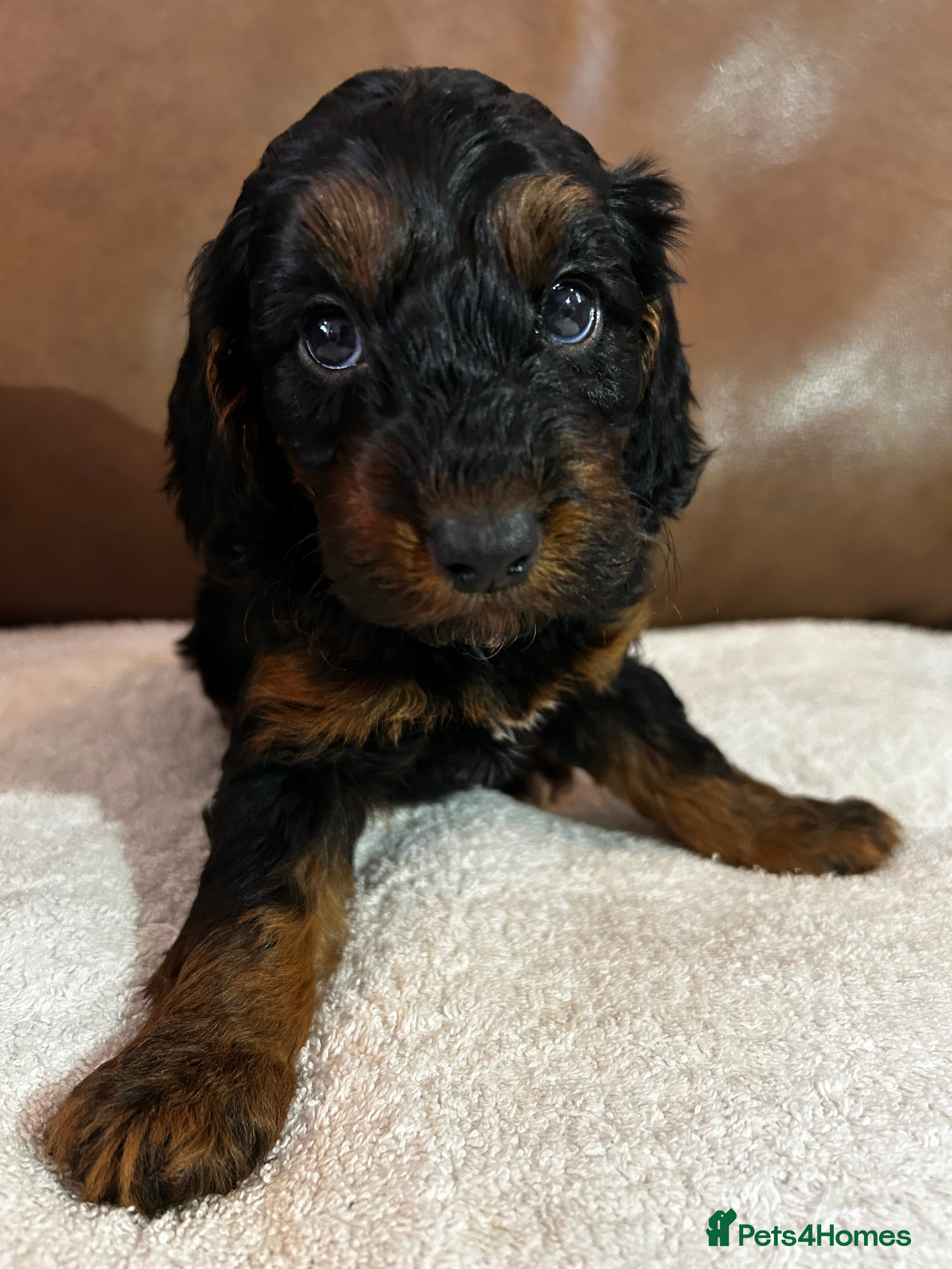 Cockapoo dogs Toy Cockapoo’s  - Advert 6