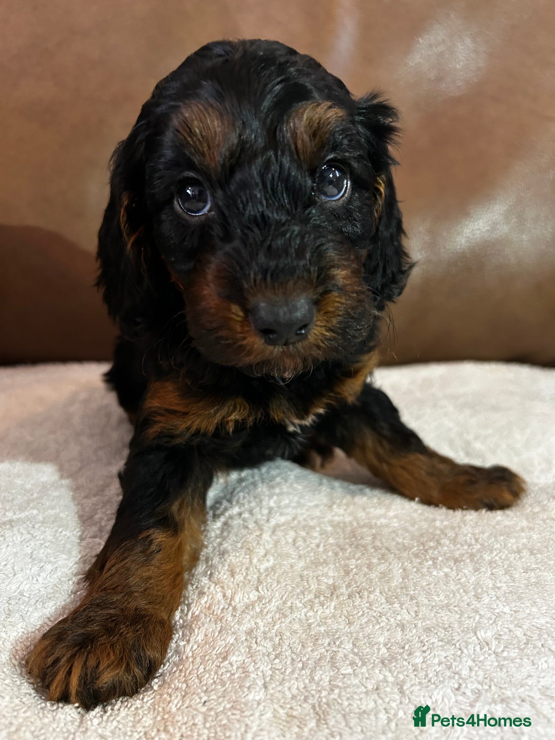 Cockapoo dogs for sale: Toy Cockapoo’s  - Advert 18