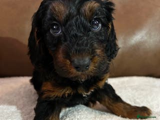 Cockapoo dogs Toy Cockapoo’s - Advert 4