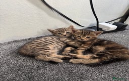 Mixed Breed cats for sale: American bobtail / tortoise shell - Image 12