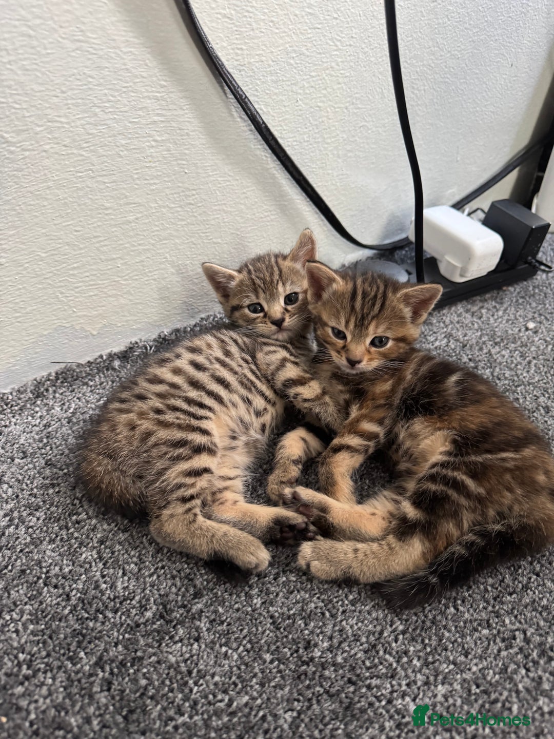 Mixed Breed cats for sale: American bobtail / tortoise shell - Image 12