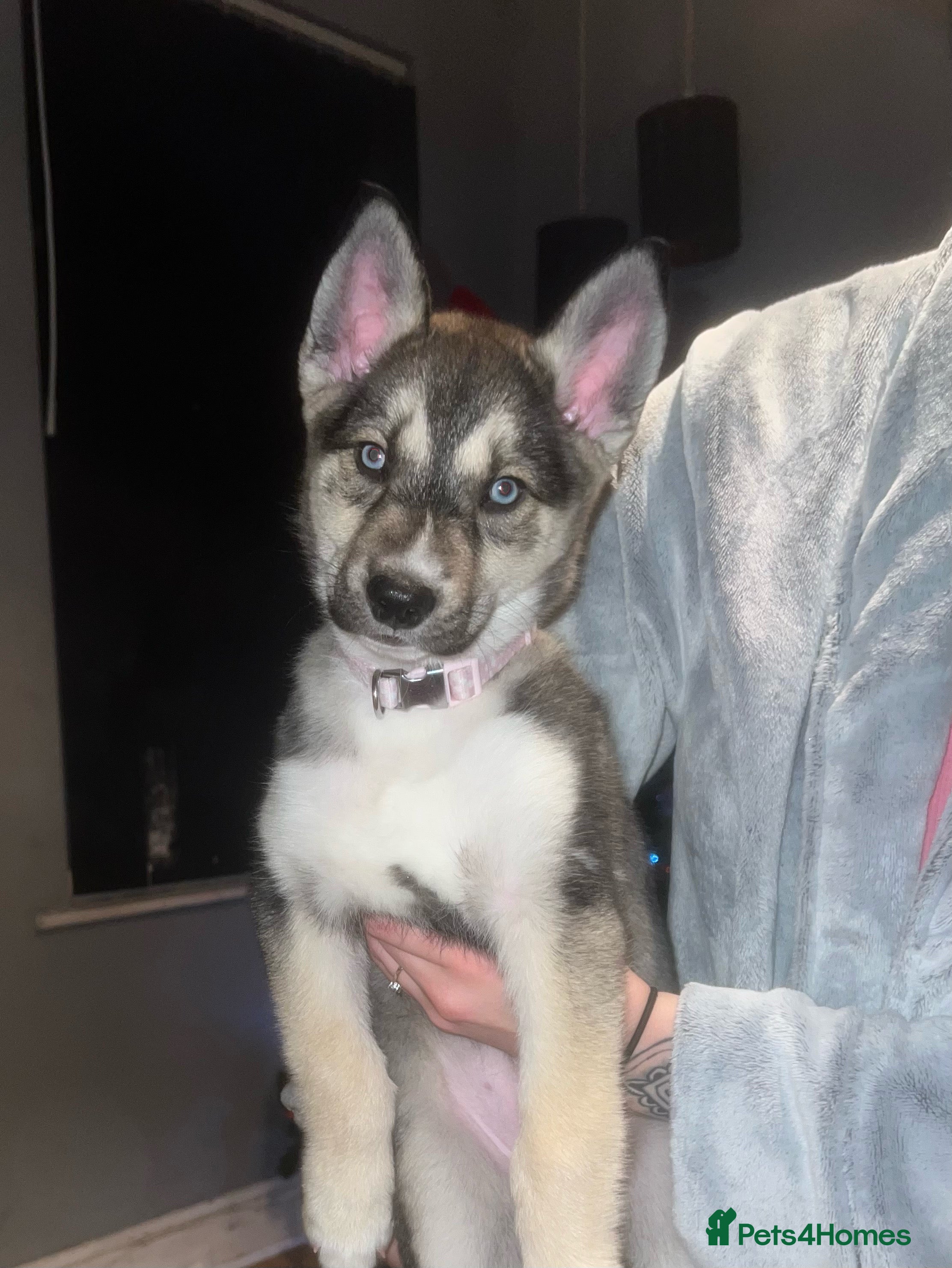 Huskita dogs Huskita 8 weeks puppy - Advert 2